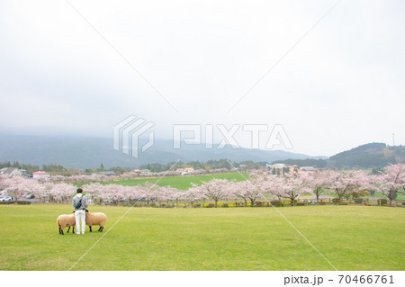 宮崎県都城市の高千穂牧場のサフォーク種の羊と桜 宮崎県都城市の高千穂牧場のサフォーク種の羊と桜 70466761