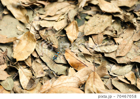 ハンミョウ ハンミョウ 70467058