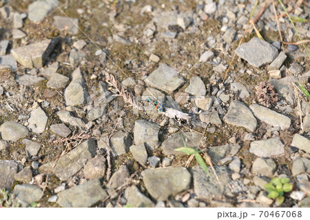 ハンミョウ 70467068