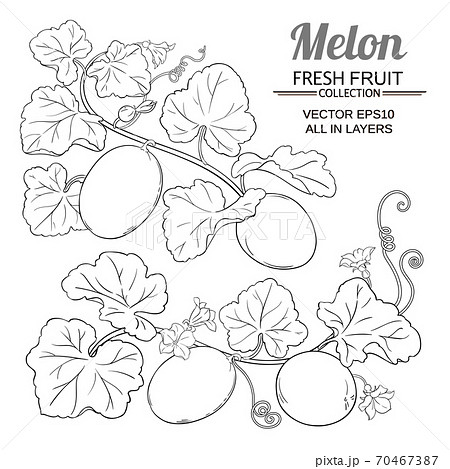 melon vector set melon vector set 70467387