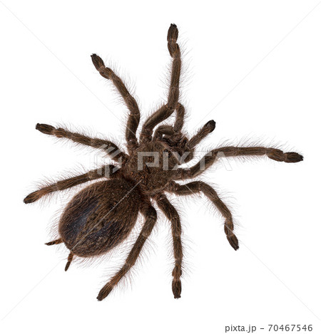 Pre molt Brazilian blonde tarantula on white Pre molt Brazilian blonde tarantula on white 70467546