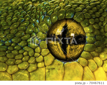 Green Tree Python on white background Green Tree Python on white background 70467611