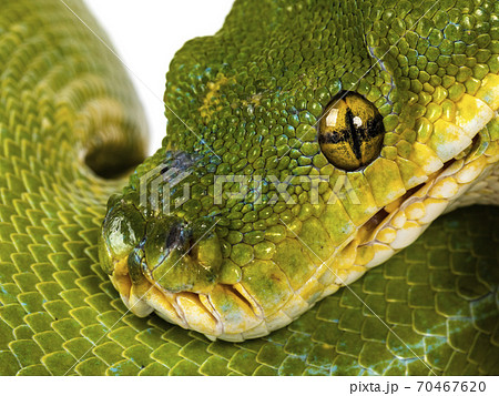 Green Tree Python on white background Green Tree Python on white background 70467620