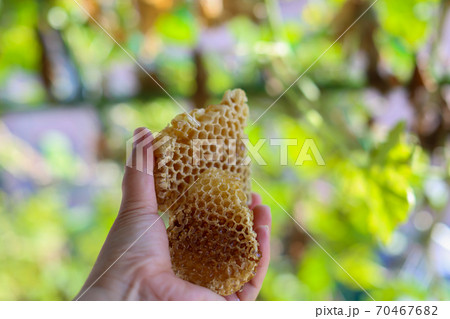 蜂の巣 巣みつ コムハニー 蜂の巣 巣みつ コムハニー 70467682