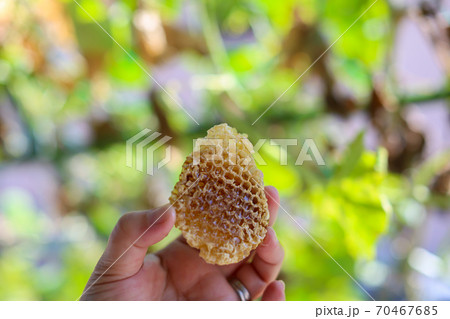 蜂の巣 巣みつ コムハニー 蜂の巣 巣みつ コムハニー 70467685