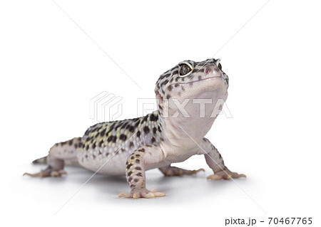 Leopard Gecko on white background Leopard Gecko on white background 70467765
