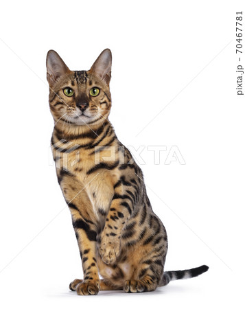 Bengal cat on white background Bengal cat on white background 70467781