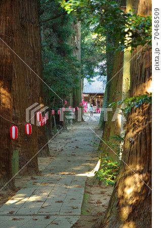 日吉神社の参道の杉並木(千葉県東金市) 日吉神社の参道の杉並木(千葉県東金市) 70468509