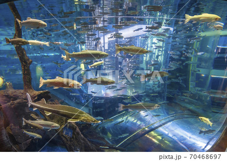 森の中の水族館　忍野村 70468697