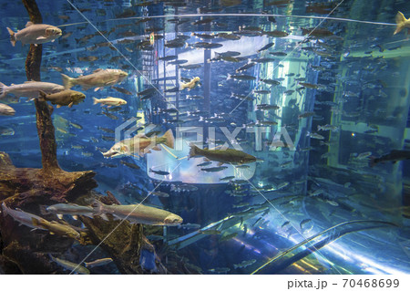 森の中の水族館 忍野村 森の中の水族館 忍野村 70468699