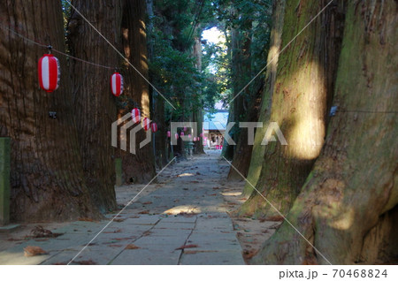 日吉神社の参道の杉並木(千葉県東金市) 日吉神社の参道の杉並木(千葉県東金市) 70468824