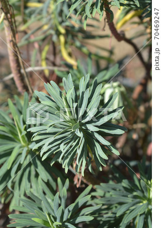 Spurge Black Pearl 70469247