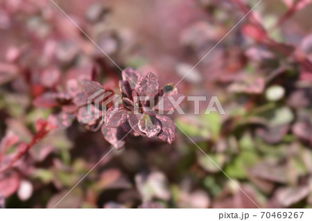 Japanese barberry Harlequin Japanese barberry Harlequin 70469267