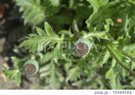 Oriental poppy Oriental poppy 70469268