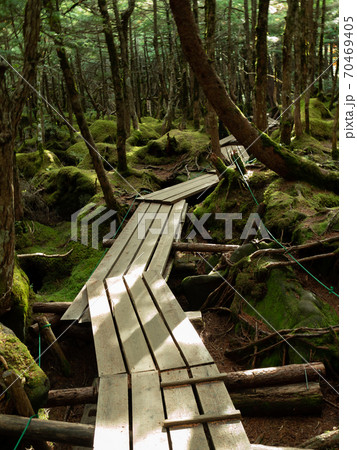 [長野県]八ヶ岳_もののけの森03 70469405