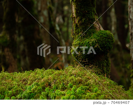 [長野県]八ヶ岳_もののけの森05 70469407