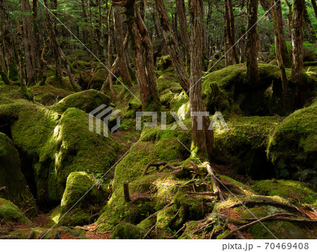 [長野県]八ヶ岳_もののけの森01 70469408