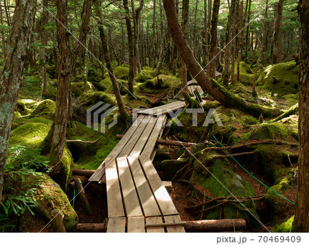 [長野県]八ヶ岳_もののけの森02 70469409
