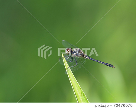 マダラナニワトンボ マダラナニワトンボ 70470076