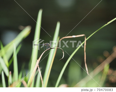 マダラナニワトンボ 70470083