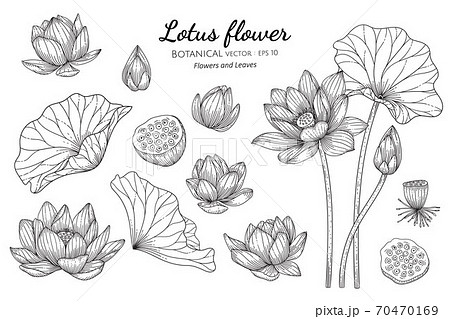 Set Of Lotus Flower And Leaf Hand Drawn Botanicalのイラスト素材