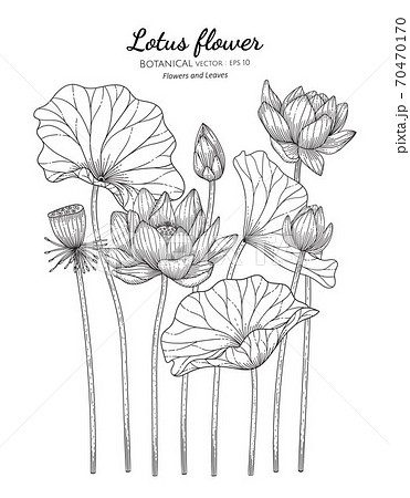 Lotus Flower And Leaf Hand Drawn Botanicalのイラスト素材