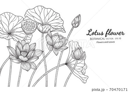Lotus Flower And Leaf Hand Drawn Botanicalのイラスト素材