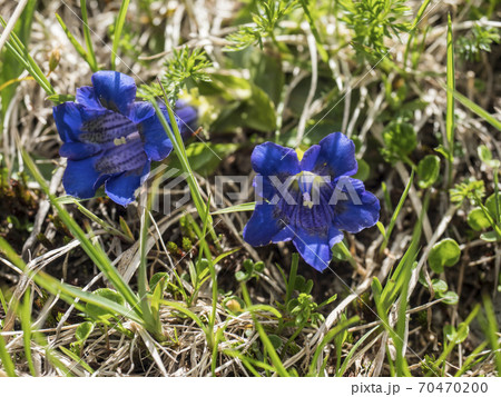 close up blue blooming gentian, Gentiana alpina with green leaves on alpine meadow, selective focus close up blue blooming gentian, Gentiana alpina with green leaves on alpine meadow, selective focus 70470200