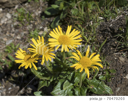 close up yellow blooming Chamois ragwort, Senecio doronicum, alpine flower with green leaves on rocky background, selective focus close up yellow blooming Chamois ragwort, Senecio doronicum, alpine flower with green leaves on rocky background, selective focus 70470203