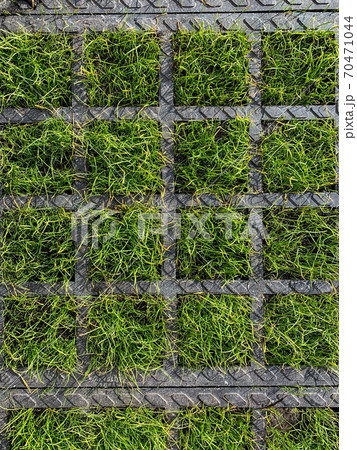 Concrete lawn grid. The grate protects the green grass from trampling Concrete lawn grid. The grate protects the green grass from trampling 70471044