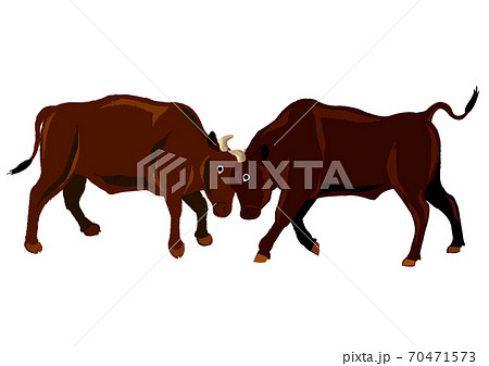 闘牛 闘牛 70471573