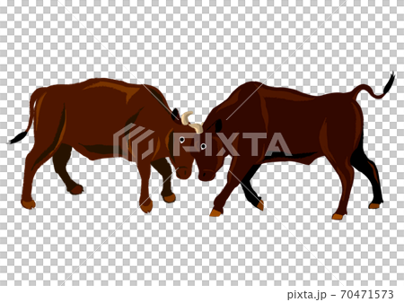 Bullfighting Bullfighting 70471573