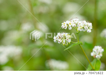 白い花と実をつけた蕎麦 9月 の写真素材