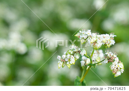 白い花と実をつけた蕎麦 9月 の写真素材