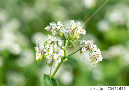 白い花と実をつけた蕎麦　（9月） 70471626