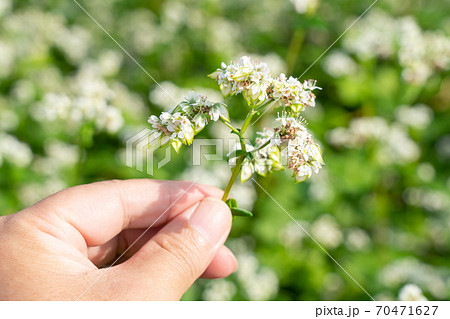 白い花と実をつけた蕎麦 男性の手 9月 の写真素材