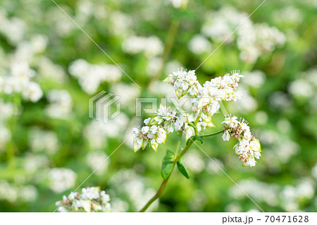 白い花と実をつけた蕎麦 9月 の写真素材