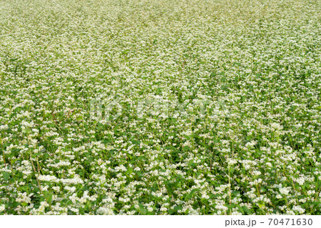 白い花が咲いた蕎麦畑　（9月） 70471630