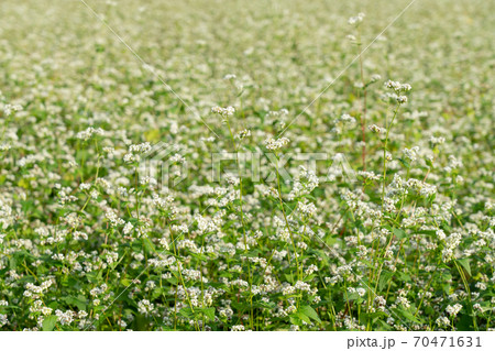 白い花と実をつけた蕎麦畑　（9月） 70471631