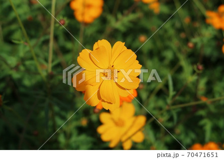 コスモス 花 植物の写真素材