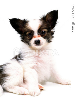 座る子犬 パピヨン 白バック 座る子犬 パピヨン 白バック 70472625