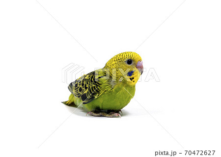 セキセイインコ　白バック 70472627