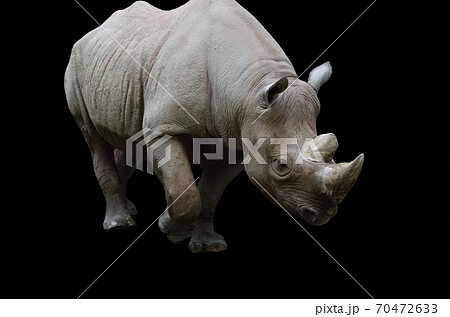 サイ 黒バック サイ 黒バック 70472633