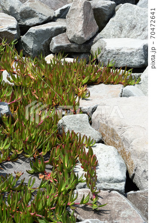 石垣の上を這う植物 70472641