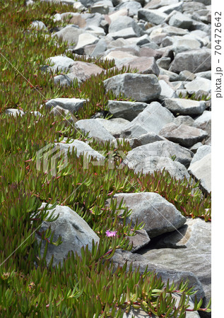 石垣の上を這う植物 70472642