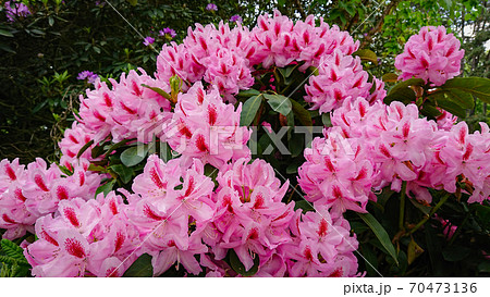 Flower And Buds Of The Magnolia Grandiflora, The Southern Magnolia Or Bull Bay, Tree Of The Family Magnoliaceae. 70473136