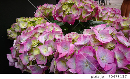 Beautiful flowers of Hydrangea macrophylla (Thunb.) Ser. Common names include French hydrangea, penny mac and hortensia. Beautiful flowers of Hydrangea macrophylla (Thunb.) Ser. Common names include French hydrangea, penny mac and hortensia. 70473137