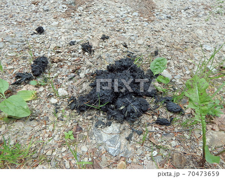 Faeces - brown bear 70473659