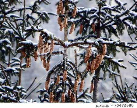 Snow spruce cones 70473996