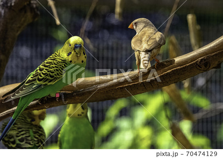 Melopsittacus undulatus known as budgerigar and Taeniopygia guttata known as zebra finch Melopsittacus undulatus known as budgerigar and Taeniopygia guttata known as zebra finch 70474129